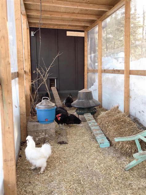 how to keep chickens warm in winter 9