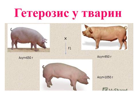 Презентація "Явище гетерозису"
