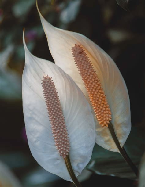 lirio de paz cuidados  significado architectural digest