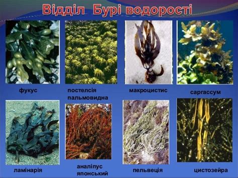 Водорості