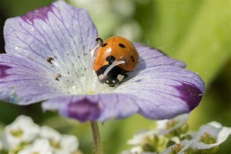 ladybug  point red  photo  pixabay