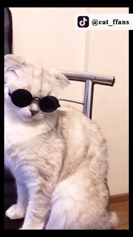 Кот Агент Кот | Котята, Кот, Смешно