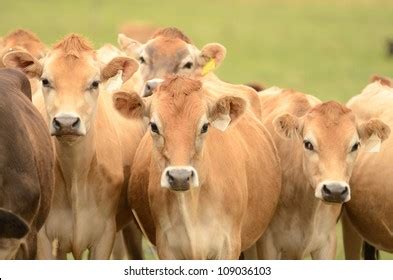 Jersey Milk Cows Field Dairy Region Stock Photo 109036103 | Shutterstock