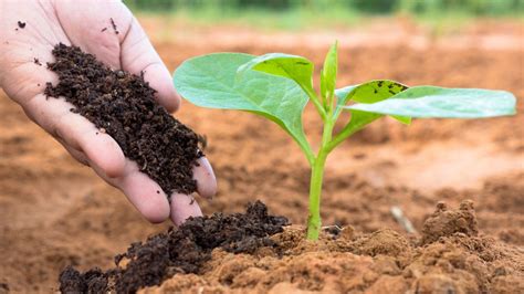 Humus : présentation et fonctions de cet essentiel du jardin