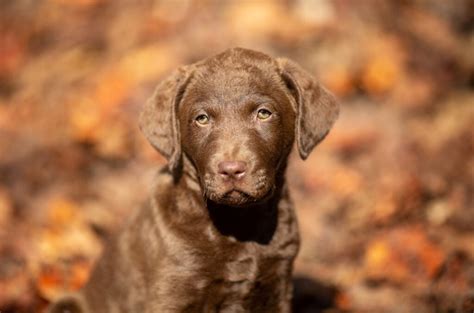 The 10 Best Chesapeake Bay Retriever Breeders In U.S.