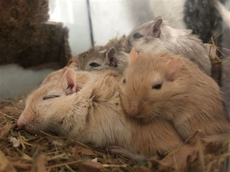A happy family : r/aww