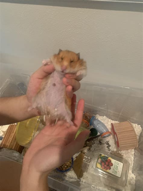 can hamster breathing fast at home 1