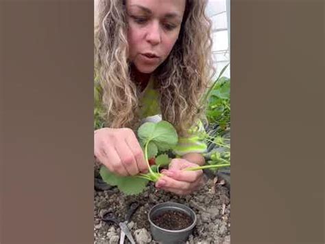 Размножение клубники 🍓усами - YouTube