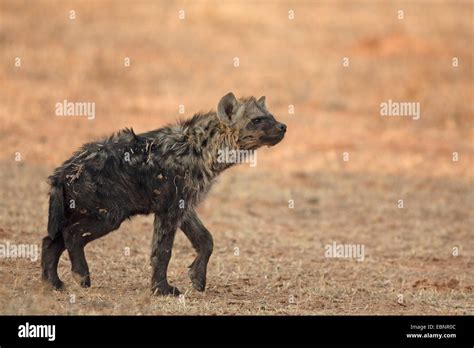 spotted hyena (Crocuta crocuta), young hyena stands in a dune valley ...