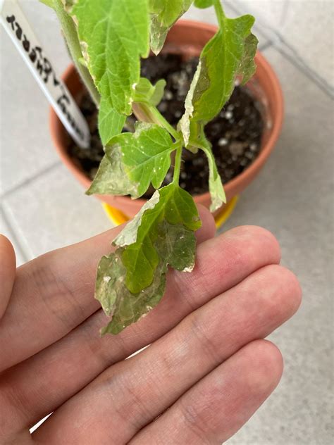 Is this fusarium wilt? I'm not good at identifying leaf damage, but I