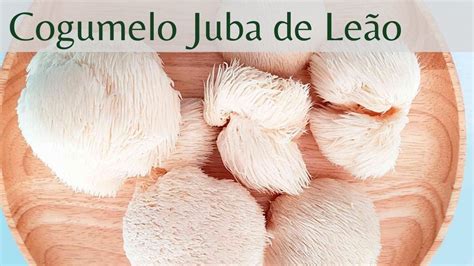 Cogumelo Juba De Leão Benefícios - Juba de Leão: O Cogumelo que Nutre Seu Cérebro - Do Éden - Natureza e Saúde