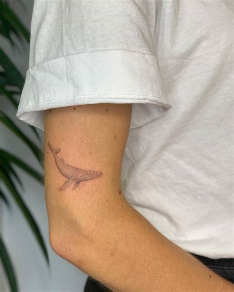 Humpback whale