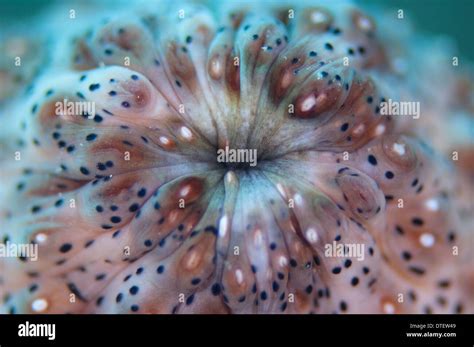 Detail of cloaca of Blackspotted Sea Cucumber, Pearsonothuria graeffei, South Malé Atoll, The ...