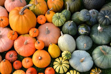 20 Unusual Pumpkin Varieties to Cultivate at Home