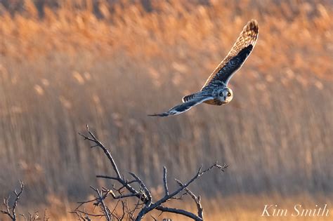 SHORT-EARED OWLS IN OUR MIDST! | Kim Smith Films