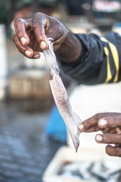 100+ Man Eating Squid Stock Photos, Pictures & Royalty-Free Images - iStock