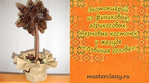 Экотопиарий из финиковых, абрикосовых, терновых косточек и желудя ...