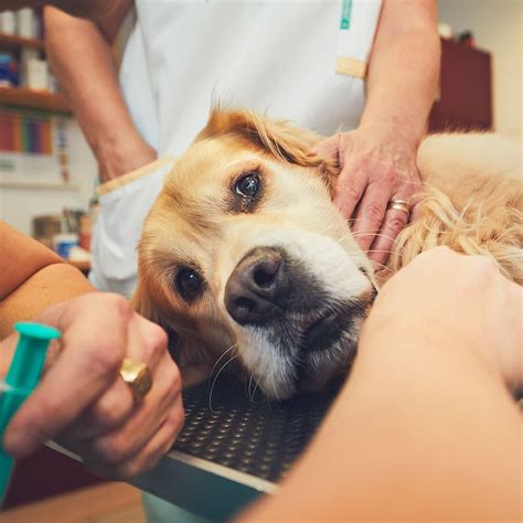 Urgent Pet Care - Comprehensive Urgent Care for Your Pets