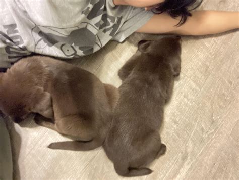 Chocolate Lab Husky Mix Puppies