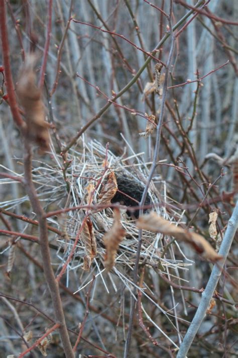 Photo: Birds Nest | Andy Arthur.org