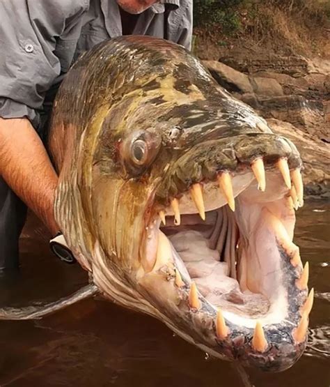 Dangerous Goliath Tigerfish Lurking In The Freshwaters | The Predatory ...