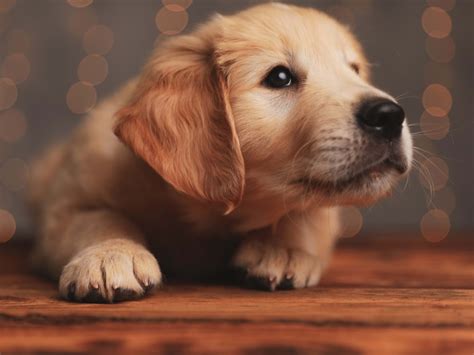 Golden Retriever Puppy Meeting Orange Cat for the First Time Is the