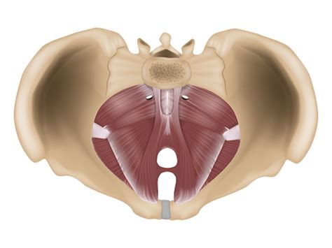Vetores de Músculos Do Assoalho Pélvico Anatomia Do Assoalho Pélvico Ou ...