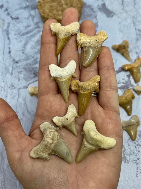Shark Tooth Fossil - Etsy