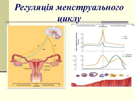Порушення менструального циклу. Нейроендокринні синдроми - презентация ...