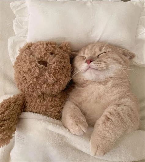 Pin by Ngrouhel on Chat | Cute baby cats, Kittens cutest, Cute cats and ...