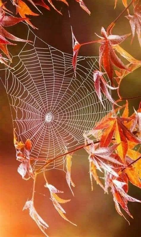Pin by Жанна on ПРИРОДА | Autumn scenes, Autumn photography, Autumn scenery
