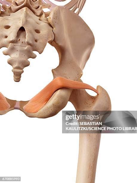 obturator internus muscle stock  high res pictures