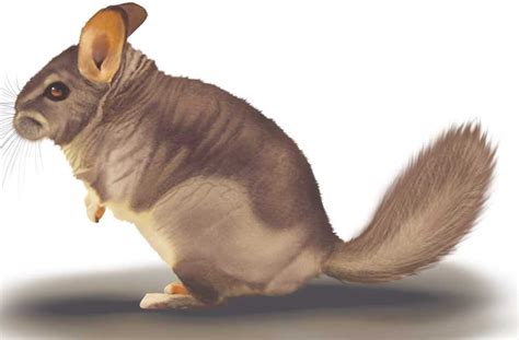 chinchilla sawan books