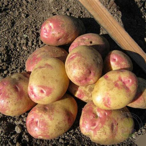 Картофель Пикассо купить семена по низкой цене, доставка почтой по всей ...