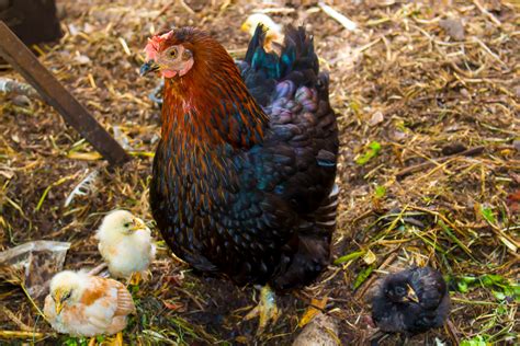 Black Sex Link – Reich's Poultry