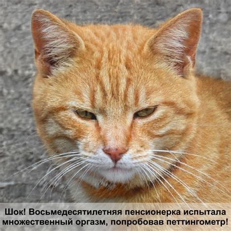 кошка рожает котят — Postimages