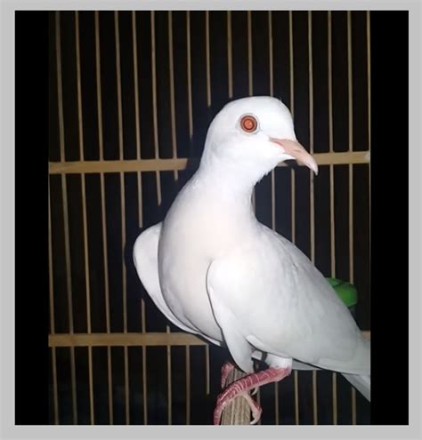 jenis jenis burung puter  populer  indonesia raindah blog