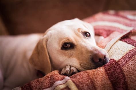 Symptoms Of Shock In Dogs