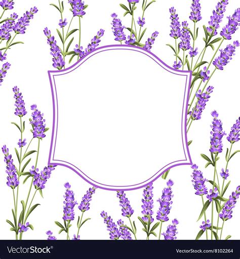 The Lavender frame line. Bunch of lavender flowers on a white ...