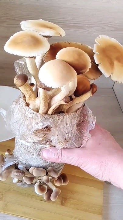ВЫРАЩИВАЕМ ГРИБЫ ДОМА! Опёнок тополиный - вкусный и полезный гриб ...