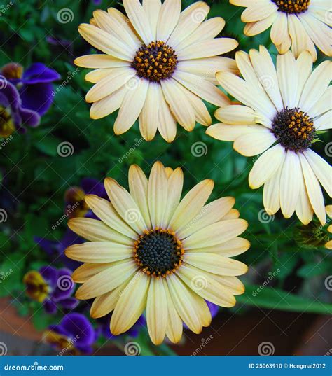 Yellow daisy flowers stock photo. Image of garden, bouquet - 25063910