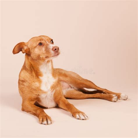 Podenco andaluz stock photo. Image of female, race, domination - 123893366
