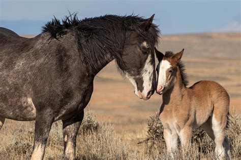 Miley's Pride Photograph by Sandy Sisti - Fine Art America