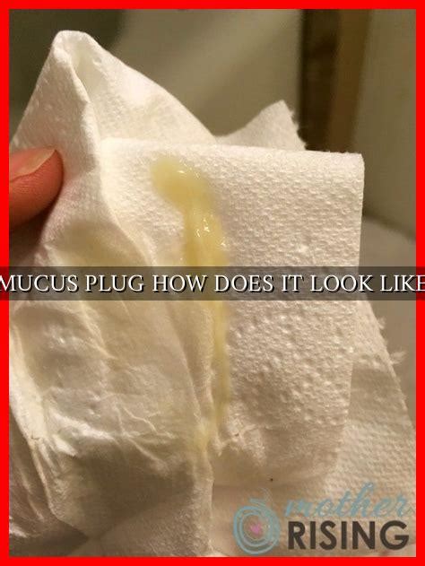 mucus plug      wadaef