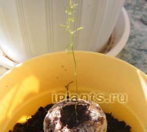 Аспарагус Asparagus - описание видов, уход, проблемы выращивания