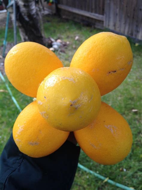 My lemon tree produced this bunch that looks like a flower : r/gardening