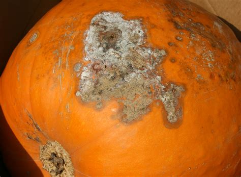 Fusarium Fruit Rot of Cucurbit Crops | Scouting Guides for Problems of