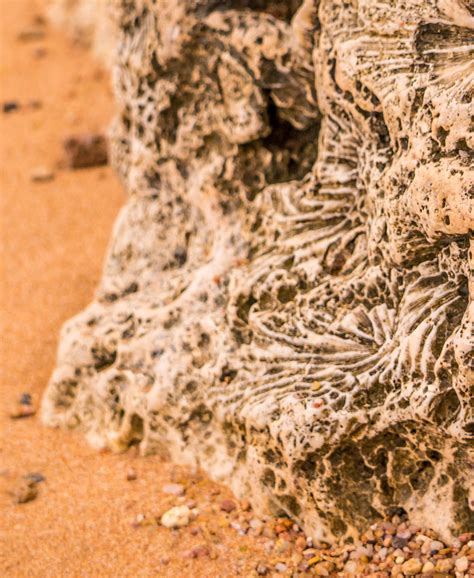 Q&A: What ancient coral reefs can tell us about our changing climate