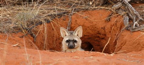 Kalahari animals and their burrows | Tswalu