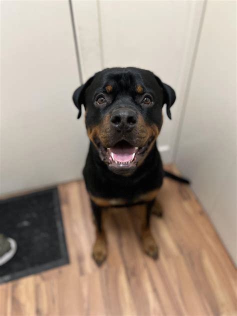 Neutering Chop in a month at 20 months old! What are your experiences after neutering your dog